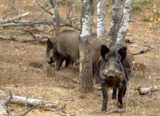 Animalele sălbatice, o ameninţare pentru locuitorii din județ