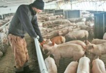 S-au ridicat restricţiile impuse de pesta porcina africană, la Rusănești. Oamenii pot creşte animale în gospodării, dar cu respectarea unor reguli