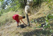 Producția de fructe, înjumătățită de gerul din primăvară