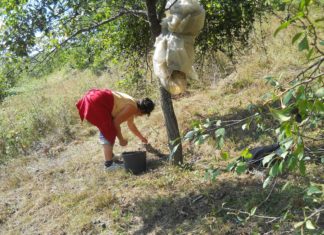 Producția de fructe, înjumătățită de gerul din primăvară