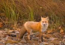 Vulpile din Olt, sub lupa reprezentanților DSVSA