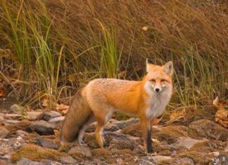 Vulpile din Olt, sub lupa reprezentanților DSVSA