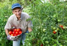 Fermierii olteni se pregătesc să scoată o nouă cultură de tomate