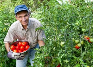 Fermierii olteni se pregătesc să scoată o nouă cultură de tomate