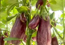 Un oltean revoluționează agricultura