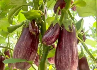 Un oltean revoluționează agricultura