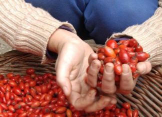 Măceșele, la mare căutare în județ