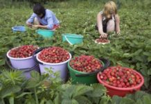 Oltenii ademeniţi cu peste 1.500 de locuri de muncă în străinătate