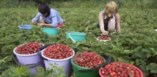 Oltenii ademeniţi cu peste 1.500 de locuri de muncă în străinătate