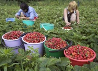 Oltenii ademeniţi cu peste 1.500 de locuri de muncă în străinătate