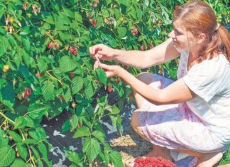 Portugalia caută culegători de zmeură, mure şi afine din Olt