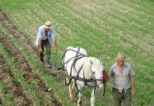 Termen pentru plata primei rate a impozitului pe venit din agricultură, 25 octombrie