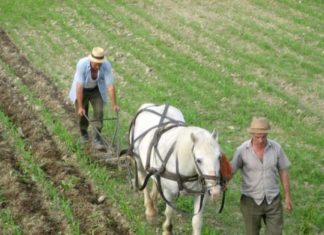 Termen pentru plata primei rate a impozitului pe venit din agricultură, 25 octombrie