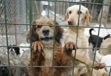 Târg de adopţii canine, la Sărăcești