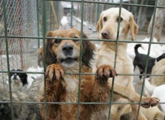 Un nou târg de adopții canine organizat la Slatina