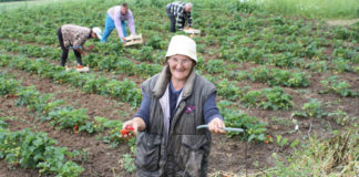 Opt sute de locuri de muncă, la cules de căpşuni în Spania