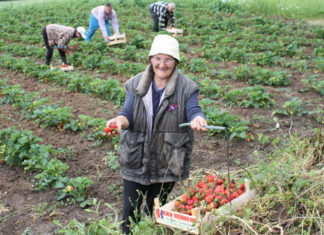 Opt sute de locuri de muncă, la cules de căpşuni în Spania