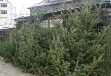 Pomi de Crăciun vânduți ilegal