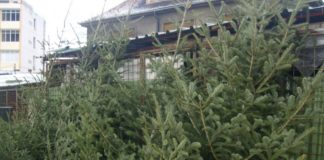 Pomi de Crăciun vânduți ilegal