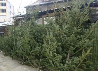 Pomi de Crăciun vânduți ilegal