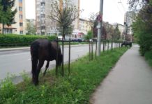 Fără animale lăsate nesupravegheate pe străzile din Slatina
