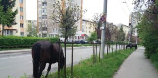 Fără animale lăsate nesupravegheate pe străzile din Slatina
