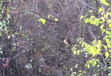 Tânăr găsit spânzurat în Pădurea Strehareți