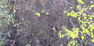 Tânăr găsit spânzurat în Pădurea Strehareți