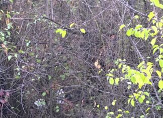 Tânăr găsit spânzurat în Pădurea Strehareți