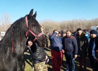 Peste 1500 de participanți la ”Botezul Cailor” din Slătioara