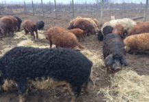 GUVERNUL DĂ GRATUIT PORCI DIN RASA MANGALIȚA ȘI BAZNA