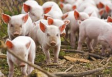 Fermă de porci, cumpărată de un român