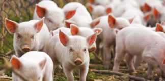 Ţăranii nu mai au voie să crească mai mult de 5 porci fără a se înregistra la Registrul Comerțului