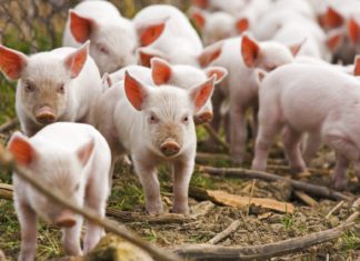 Ministrul Barbu intervine în scandalul ”Legii Porcului”