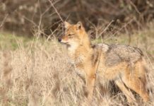 „În Spineni, urlă şacalii ca în Sahara”, ne spune Dănuţ Şărpău, primarul comunei Spineni