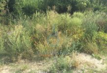 Amenzi pentru cei care nu distrug ambrozia