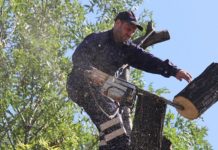 Toaletarea de primăvară a arborilor