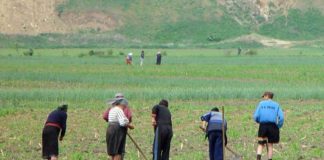 Legislația privind activitatea zilierilor a fost modificată. Ce trebuie să știe patronii din Olt care folosesc zilieri