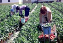 Scoția angajează 100 de culegători de căpșuni din Olt