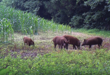 La Topana, din cauza mistreților, dispare cultura porumbului