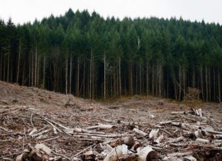 În România se defrişează masiv, iar plantările scad. Unde se taie cei mai mulți copaci?