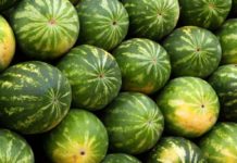 Dieta DELICIOASĂ cu pepene verde. Câte kilograme poți să slăbești într-o săptămână