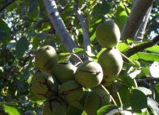 Pomii care se pot tăia doar cu autorizaţie. Amendă de peste 2.000 de euro