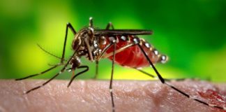 Olt: A fost înregistrat al treilea deces din cauza virusului West Nile