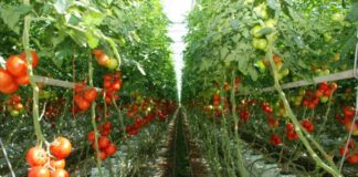 Samsarii și intermediarii jecmănesc legumicultorii olteni!