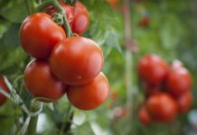 Dezvăluiri din Afacerea Tomata: „Și-au luat case, BMW-uri”