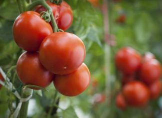 Topul firmelor din Olt care au încasat de la APIA cele mai mari subvenții pentru tomatele destinate industrializării