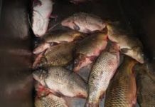 Braconieri, prinși de polițiștii Secției Găneasa