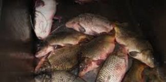 Braconieri, prinși de polițiștii Secției Găneasa