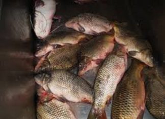 Braconieri, prinși de polițiștii Secției Găneasa